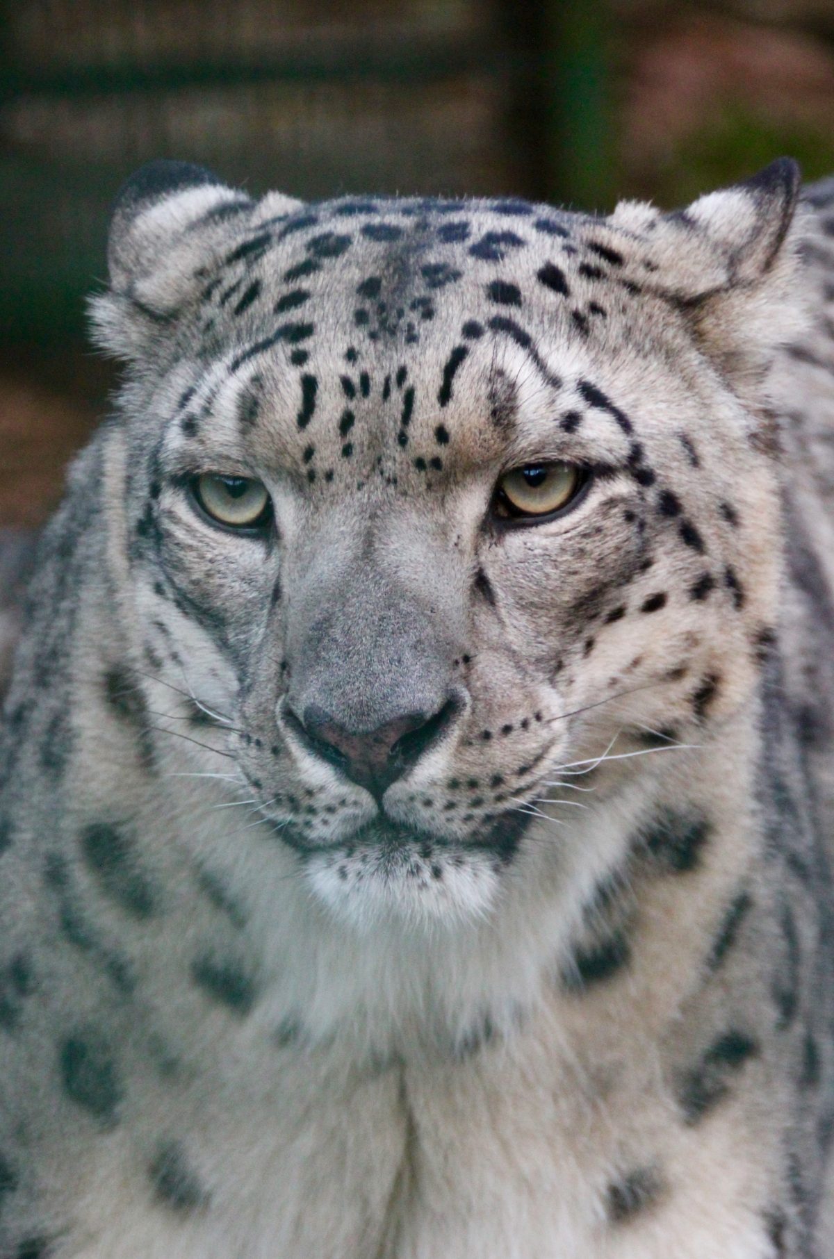 UK (Big Cat Sanctuary) 2017 SOD IT, I'M OFF