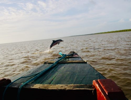 GUYANA/SURINAME/FRENCH GUIANA